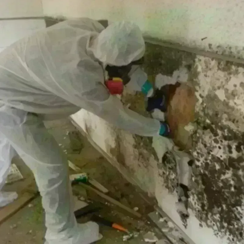 Mold Remediation and Removal in Mount Kisco, NY